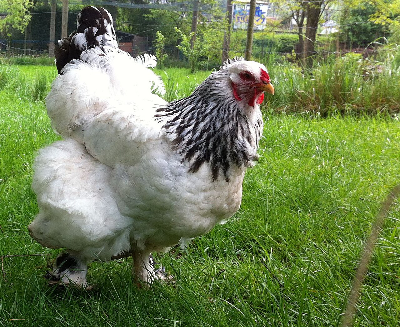 Top 15 Types Of Fowl Birds (With Pictures) 8 Brahma