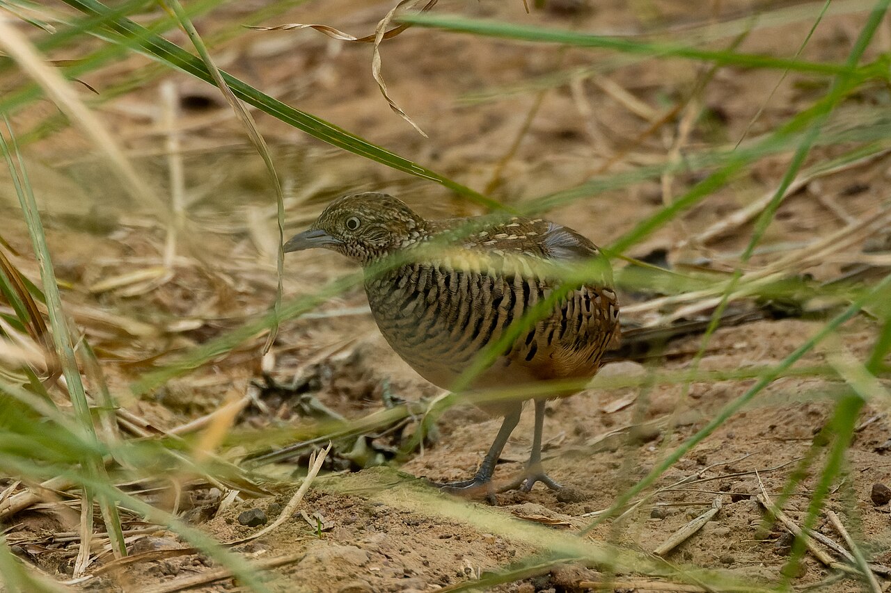 Button Quail