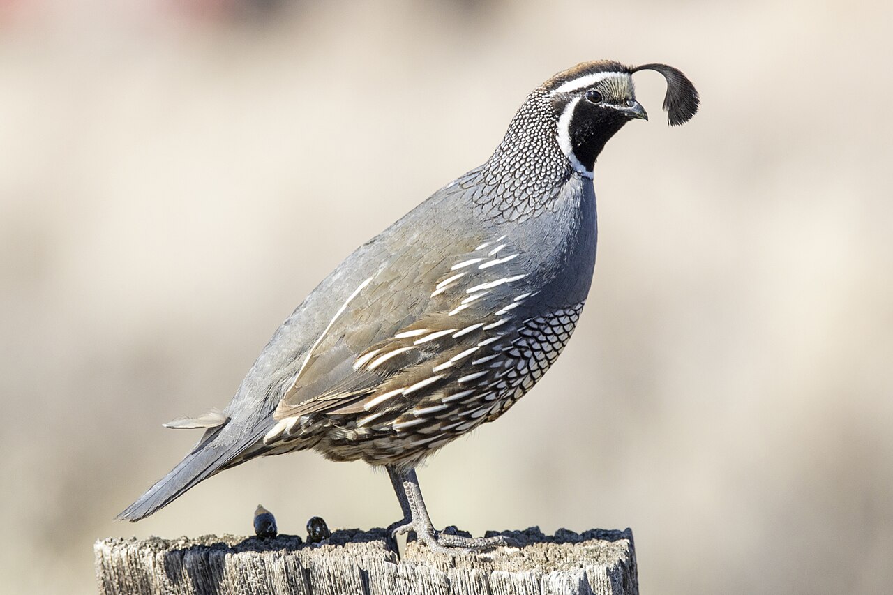 California Quail