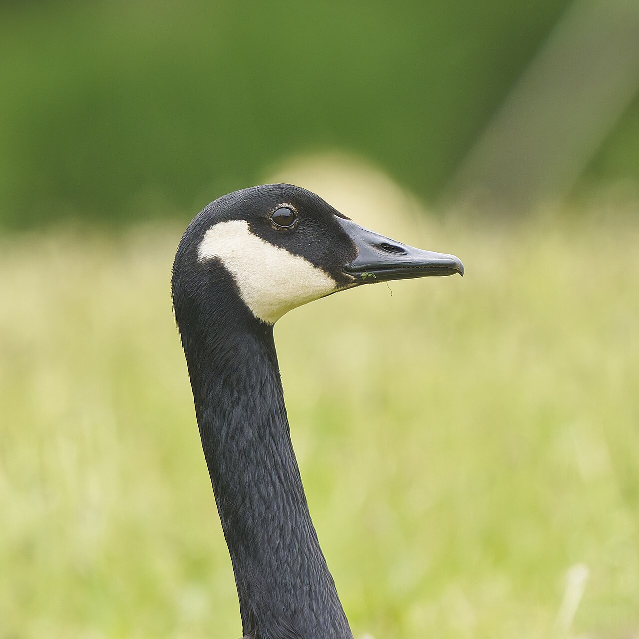 Top 15 Types Of Birds Near Water (With Pictures) 3 Canada Geese