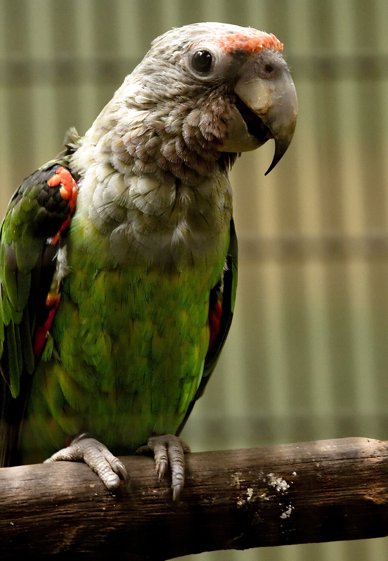 Cape parrot perched on a branch