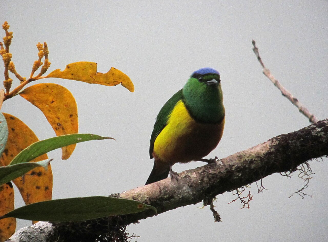 Chestnut-breasted chlorophonia perched on a branch
