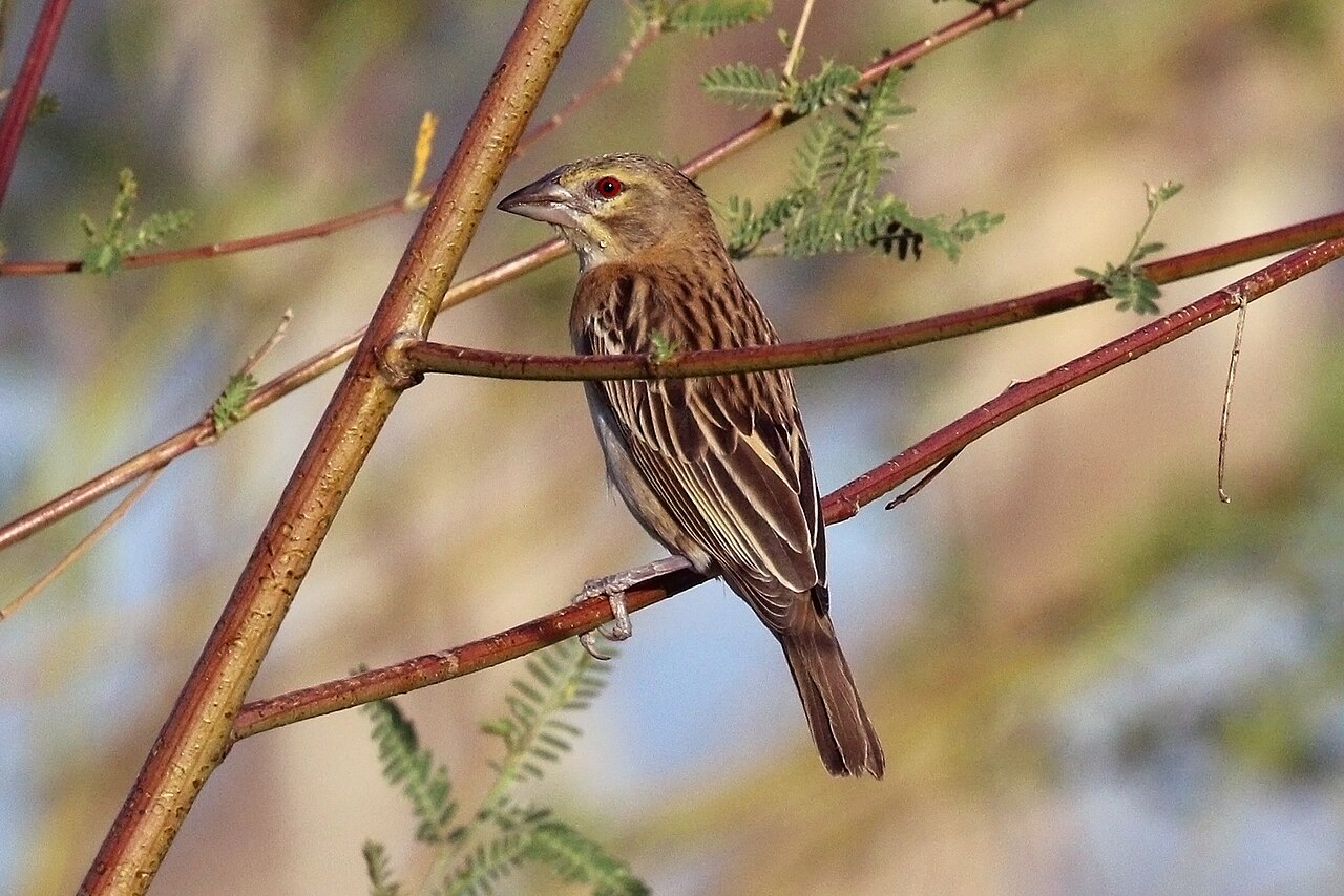 Chestnut weaver in streaky non-breeding plumage