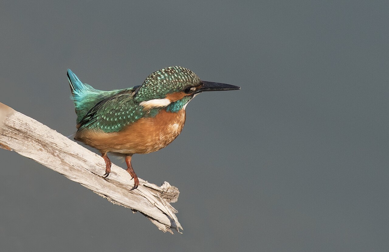 Common kingfisher perched on a branch