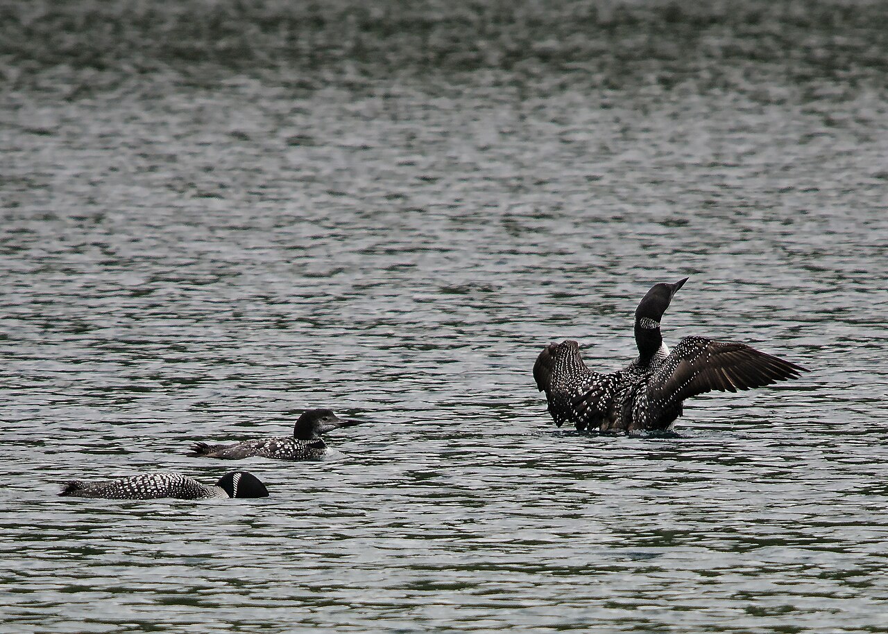 Top 15 Types Of Birds Near Water (With Pictures) 6 Common Loon