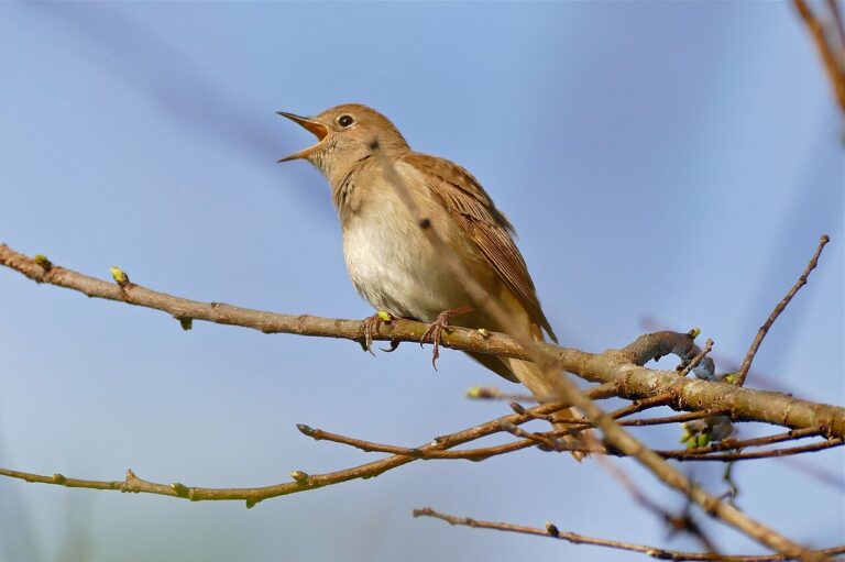 Common nightingale singing from an open perch