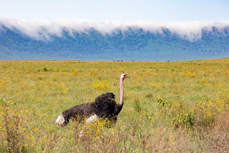 Adult male common ostrich walking through grassland