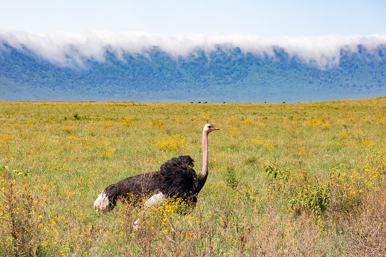 Adult male common ostrich walking through grassland
