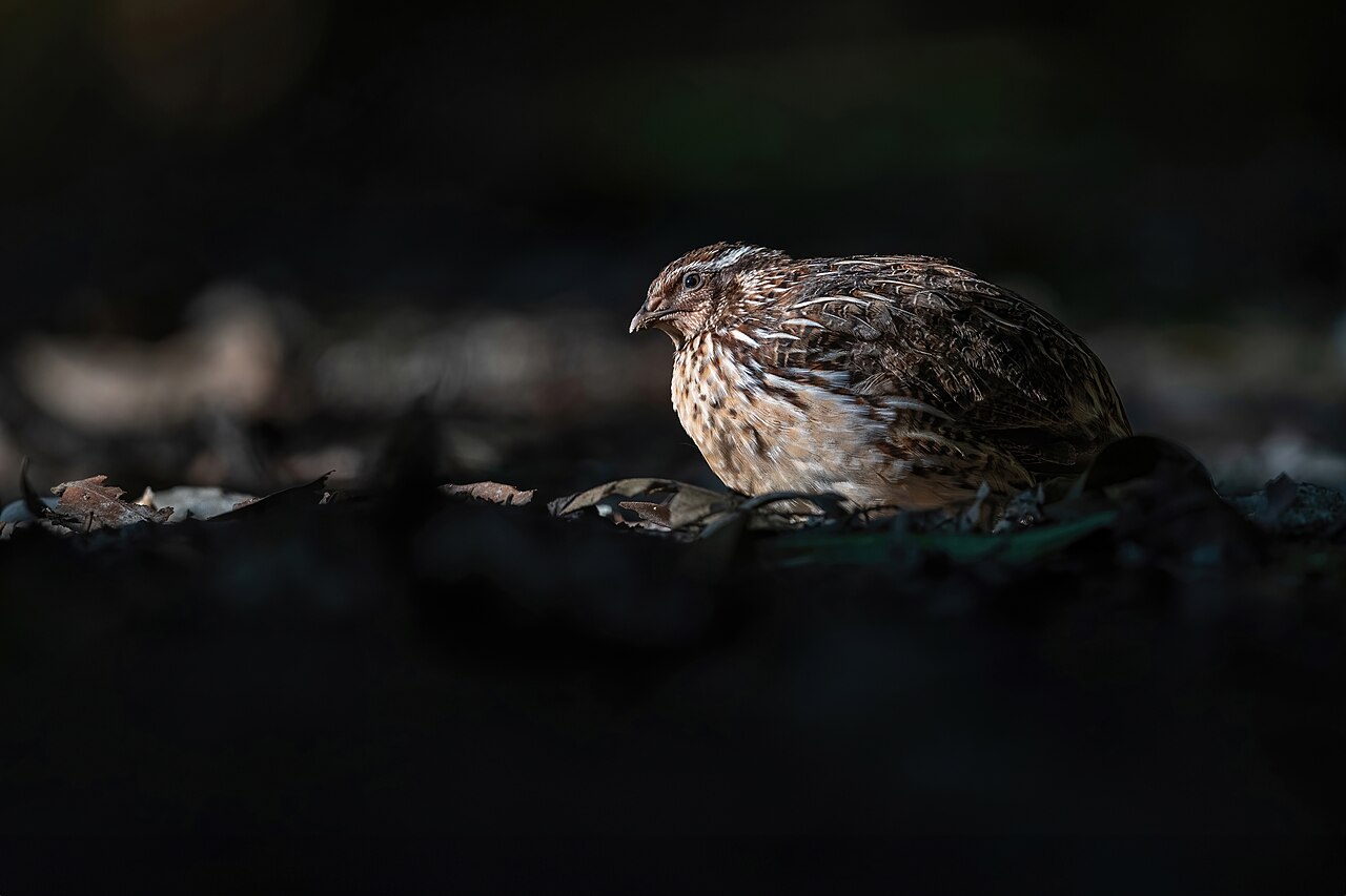 Common Quail