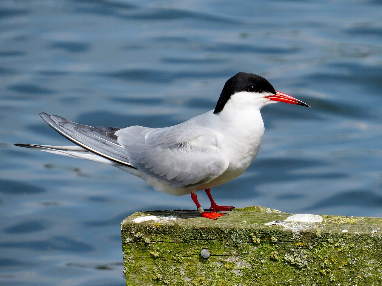 Top 15 Types Of Birds Near Water (With Pictures) 14 Common Tern