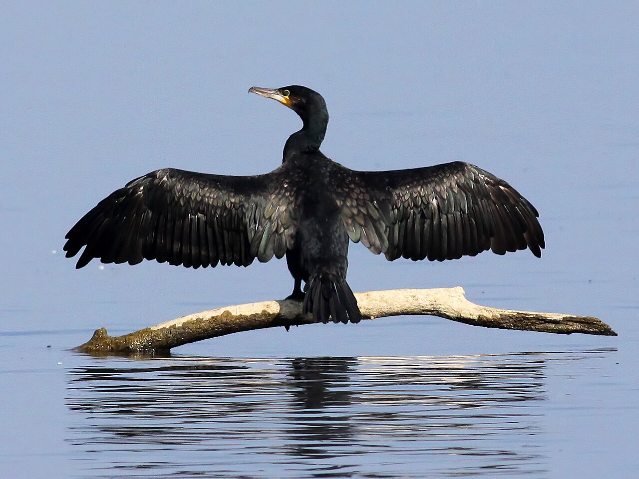 Top 15 Types Of Marine Birds (With Pictures) 11 Cormorants