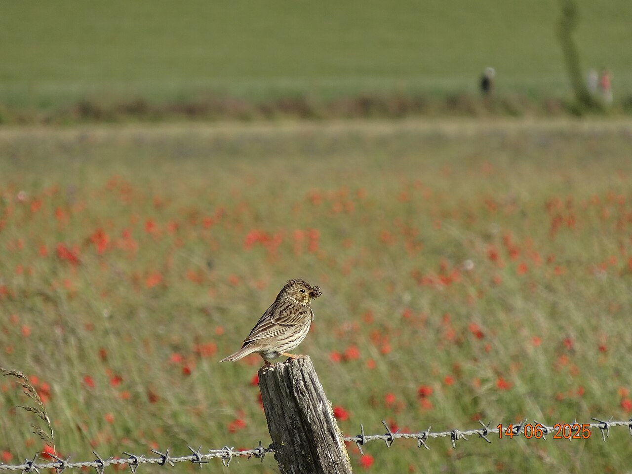 Corn Bunting