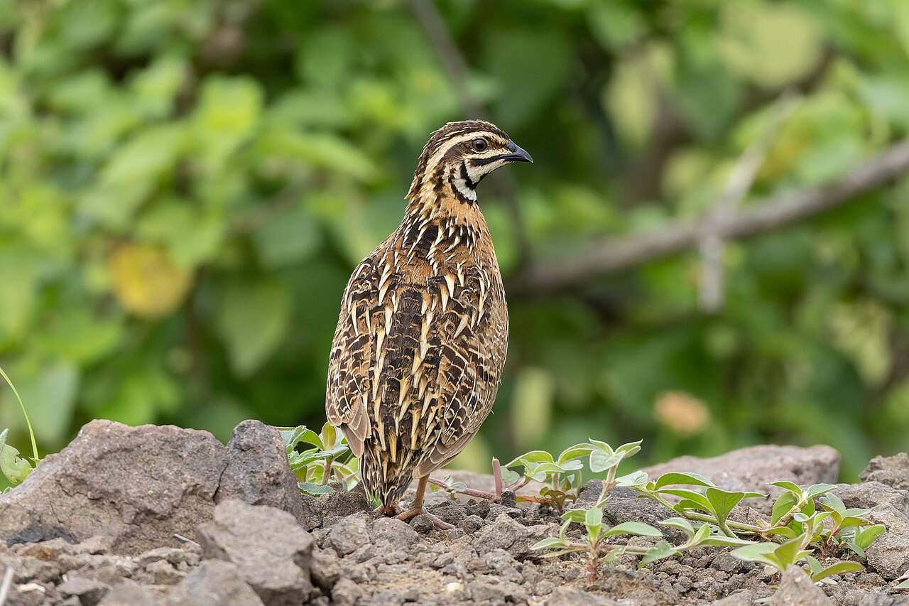 Coturnix Quail