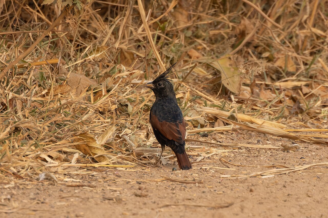 Crested Bunting