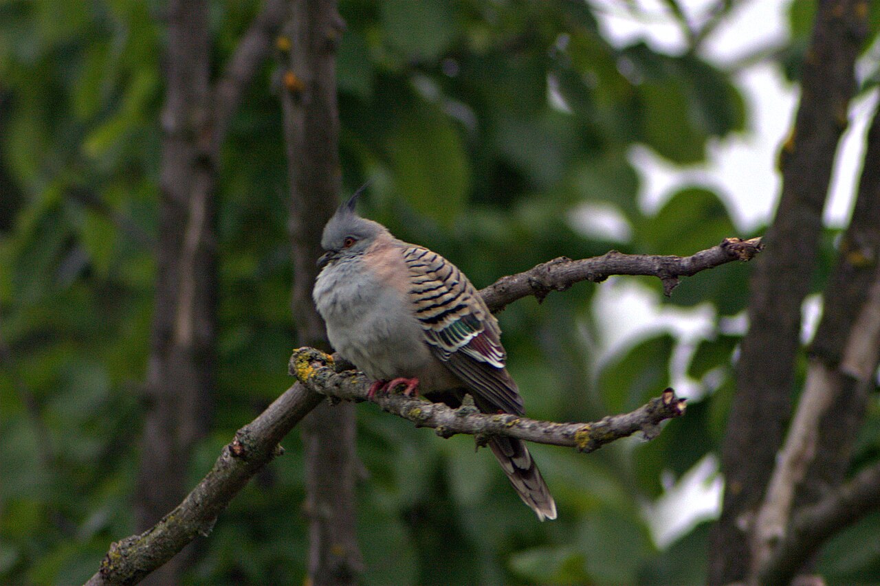 Crested pigeon perched on a branch
