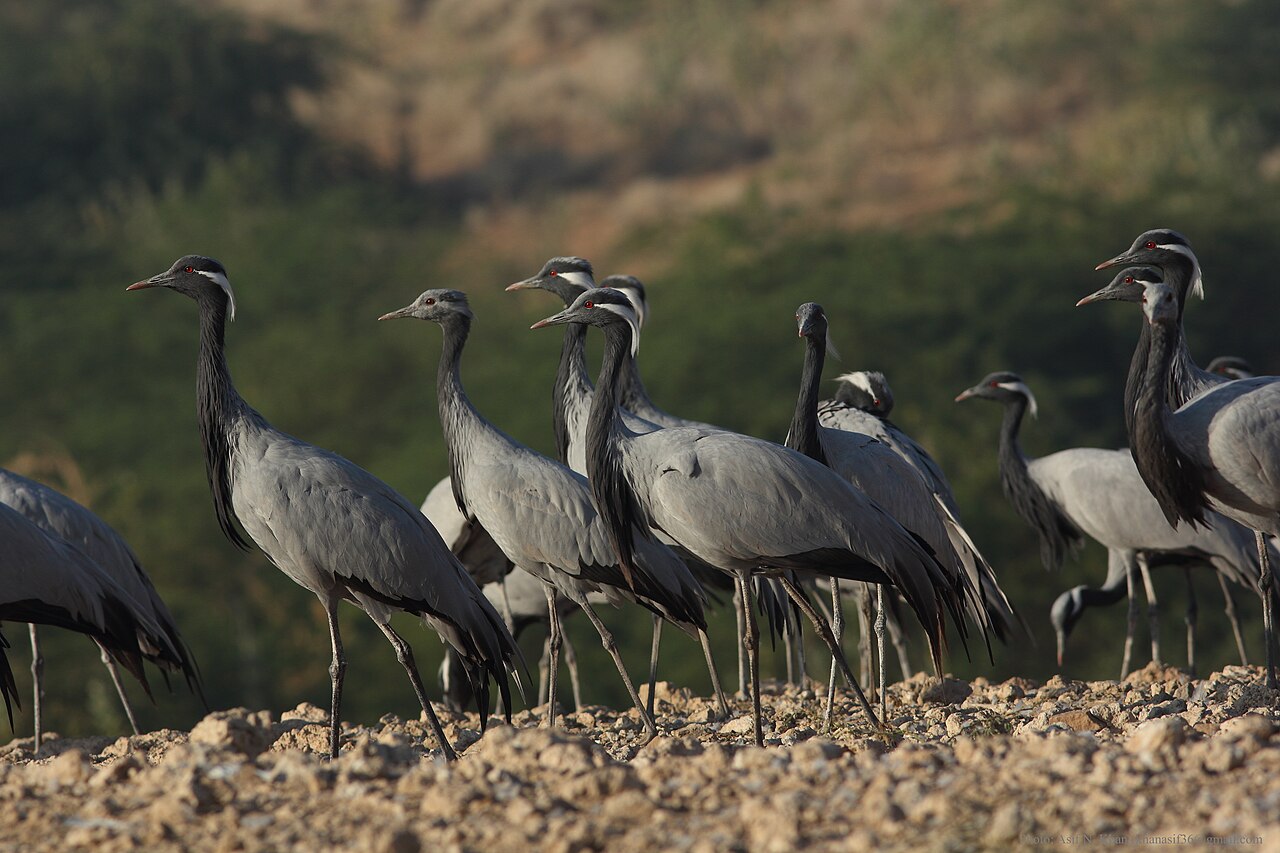 Demoiselle Crane