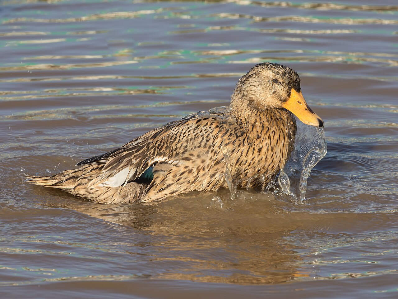 Ducks