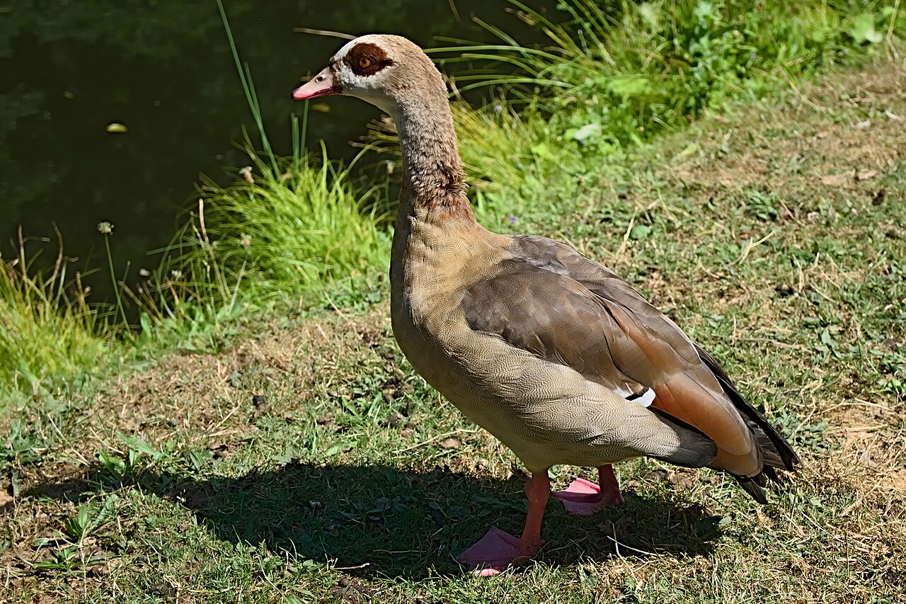 Egyptian goose standing at the water's edge