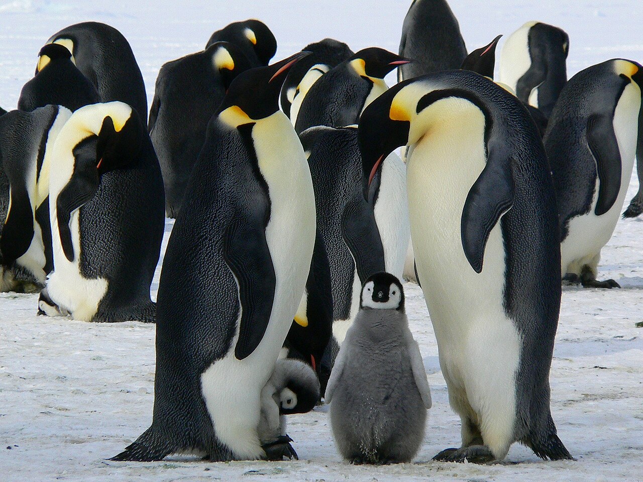 Emperor penguins standing with chicks on the ice
