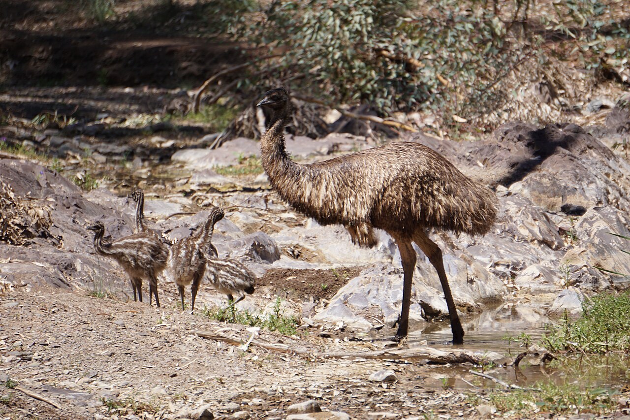 Emu
