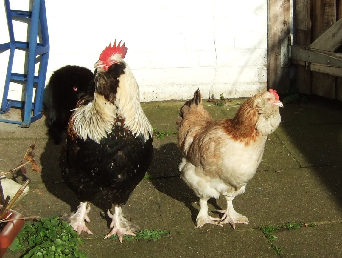 Top 15 Types Of Fowl Birds (With Pictures) 15 Faverolles