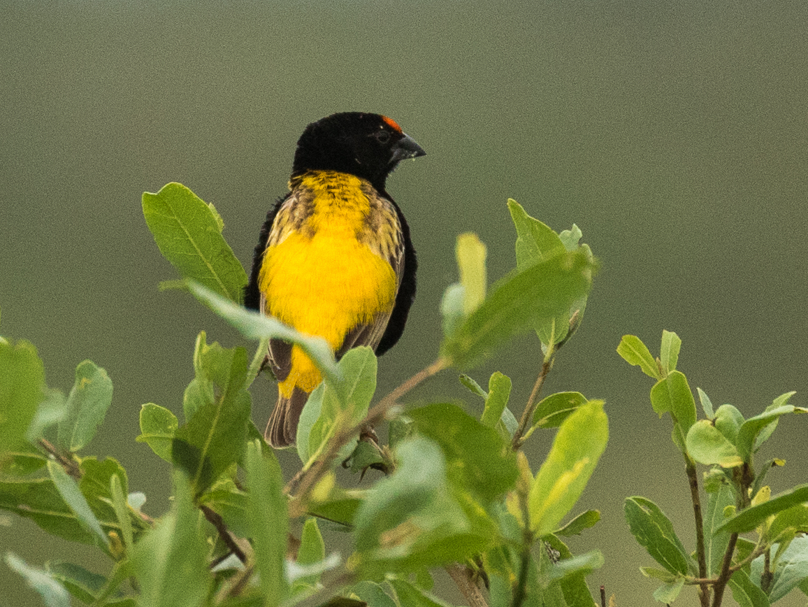 Fire-fronted bishop perched in a bush