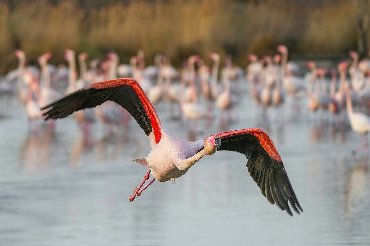 Flamingos