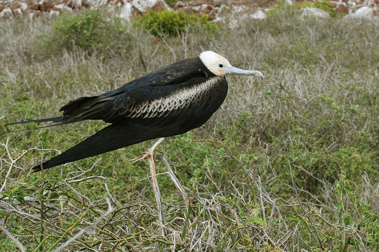 Top 15 Types Of Marine Birds (With Pictures) 5 Frigatebirds