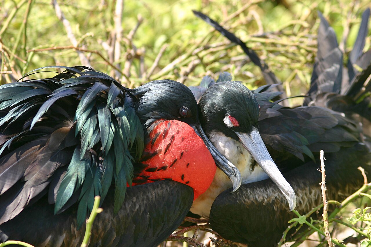 Frigatebirds