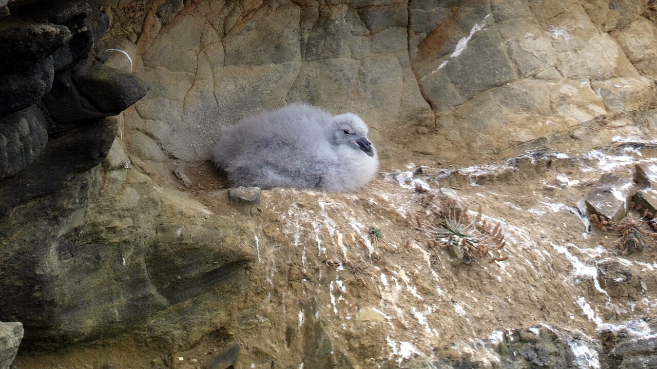 Top 15 Types Of Marine Birds (With Pictures) 15 Fulmars