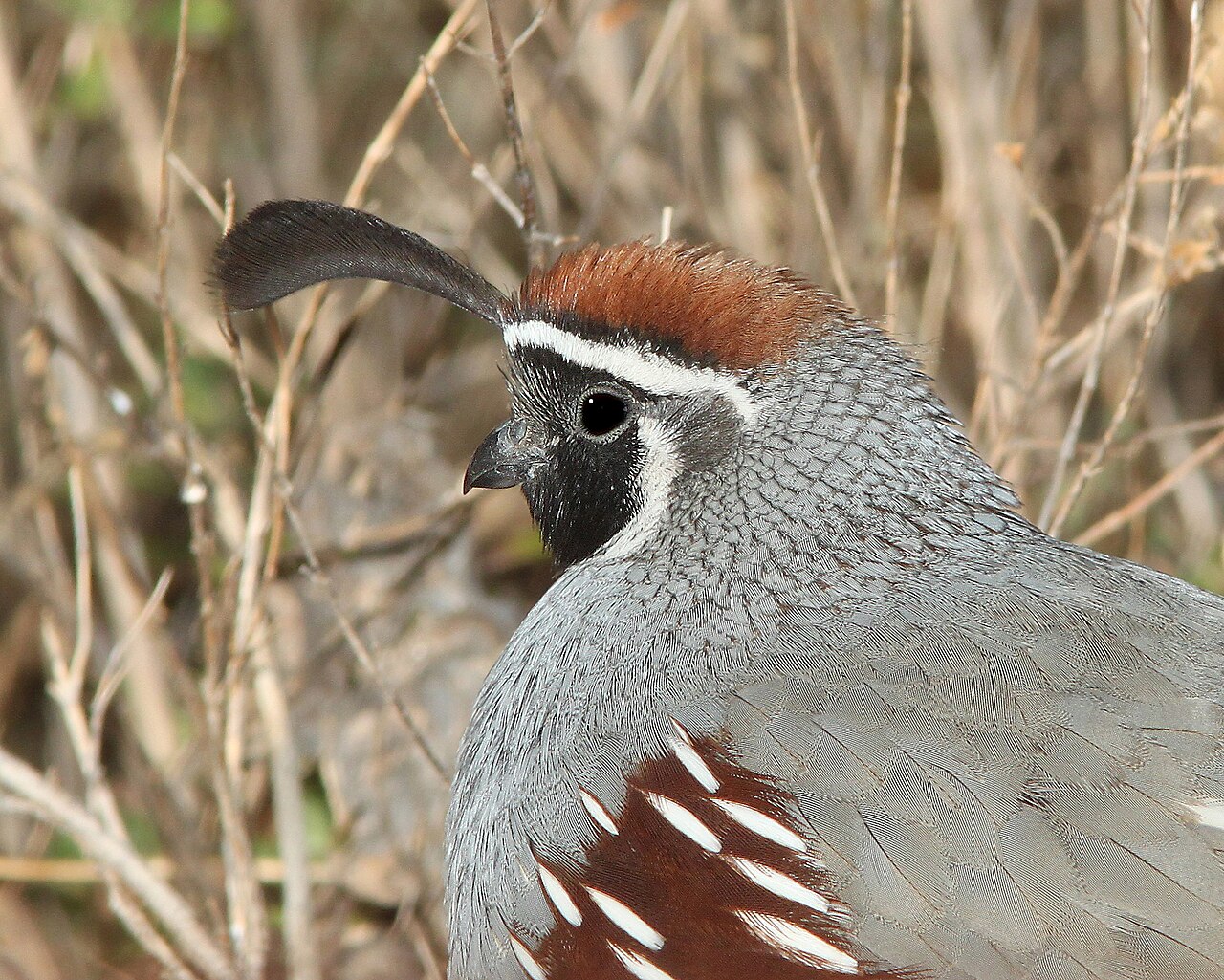 Gambel's Quail