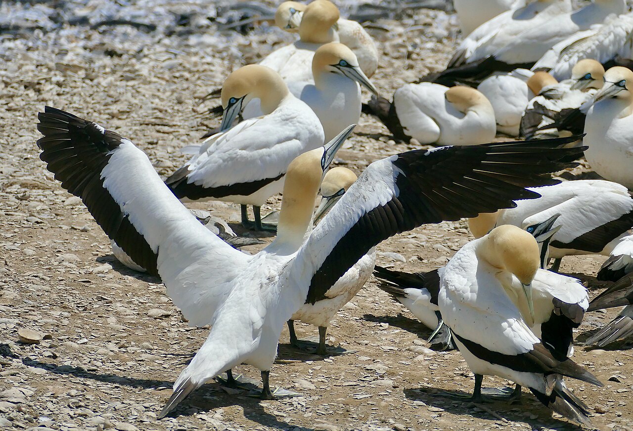 Gannets