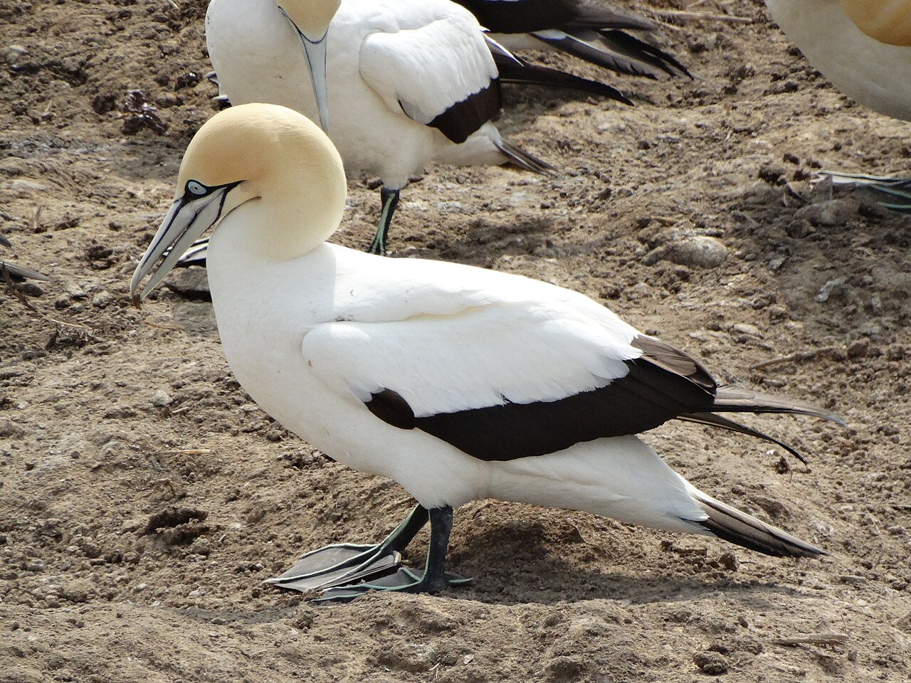 Top 15 Types Of Marine Birds (With Pictures) 8 Gannets