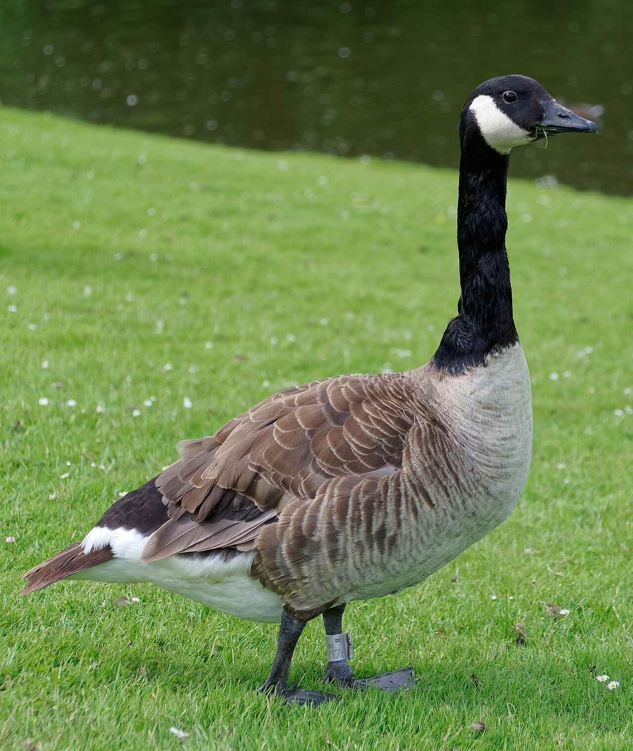 Geese