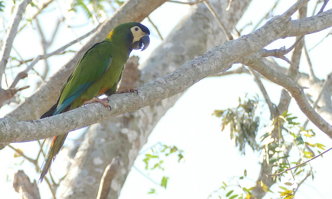 Golden-Collared Macaw