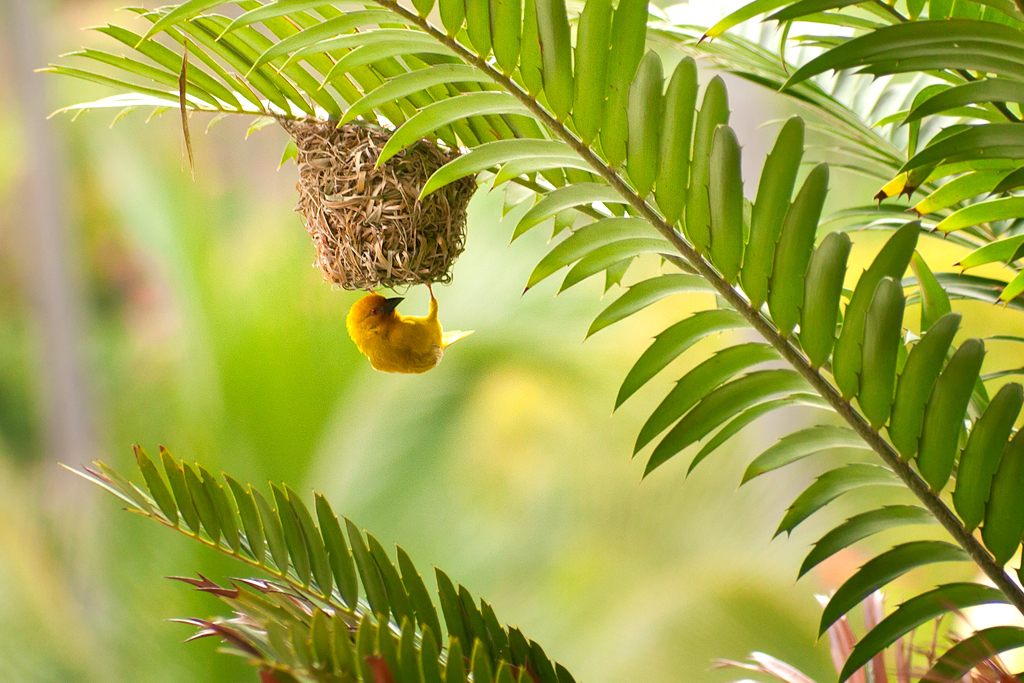 Golden palm weaver at its woven nest