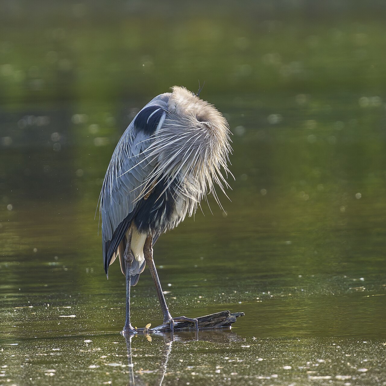 Top 15 Types Of Birds Near Water (With Pictures) 2 Great Blue Heron
