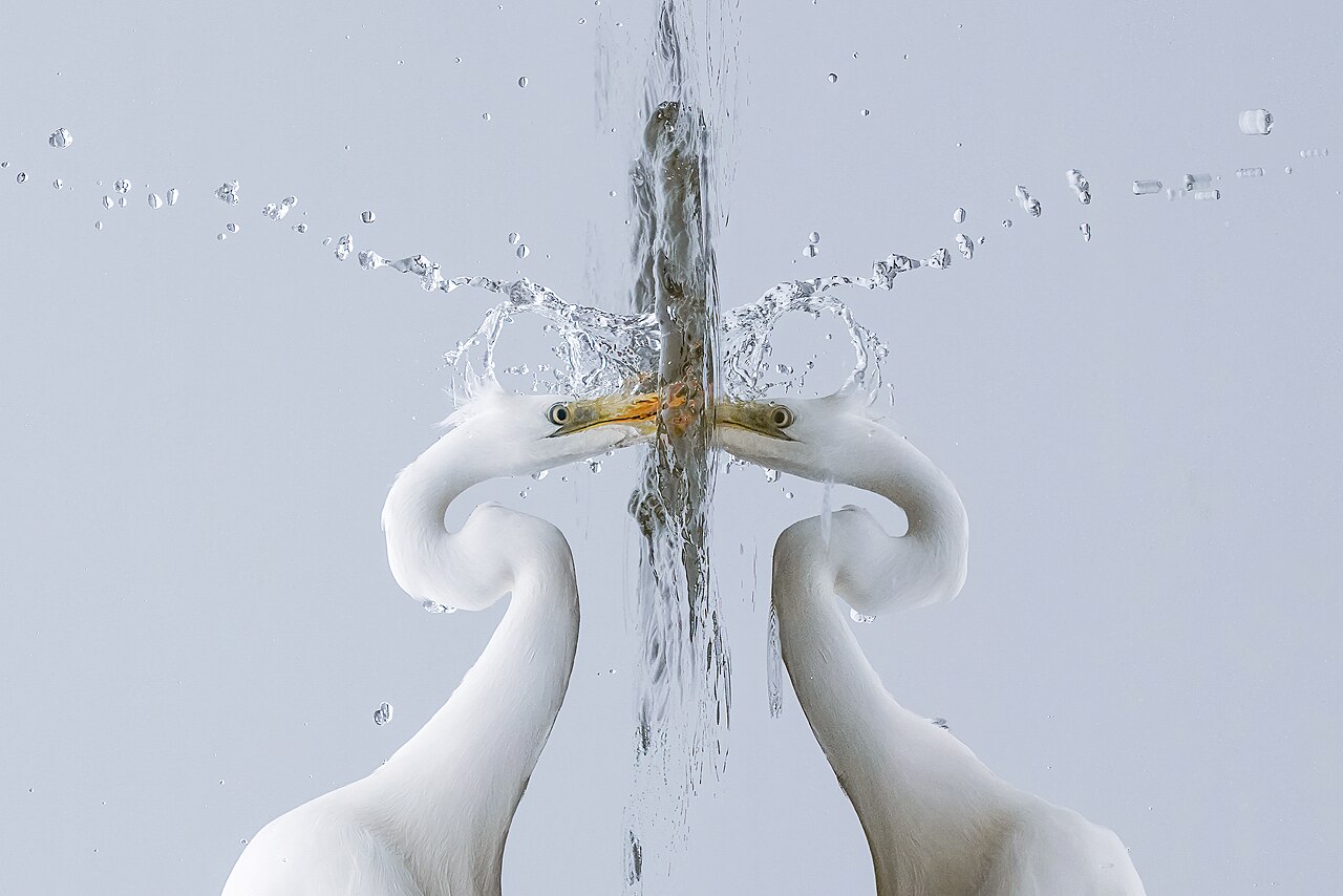 Great Egret