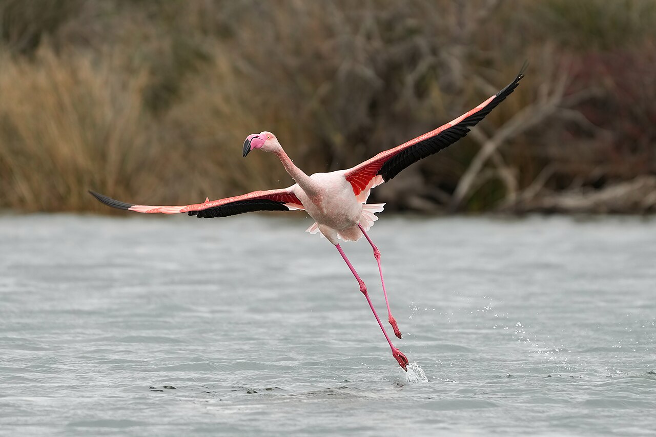 Greater Flamingo