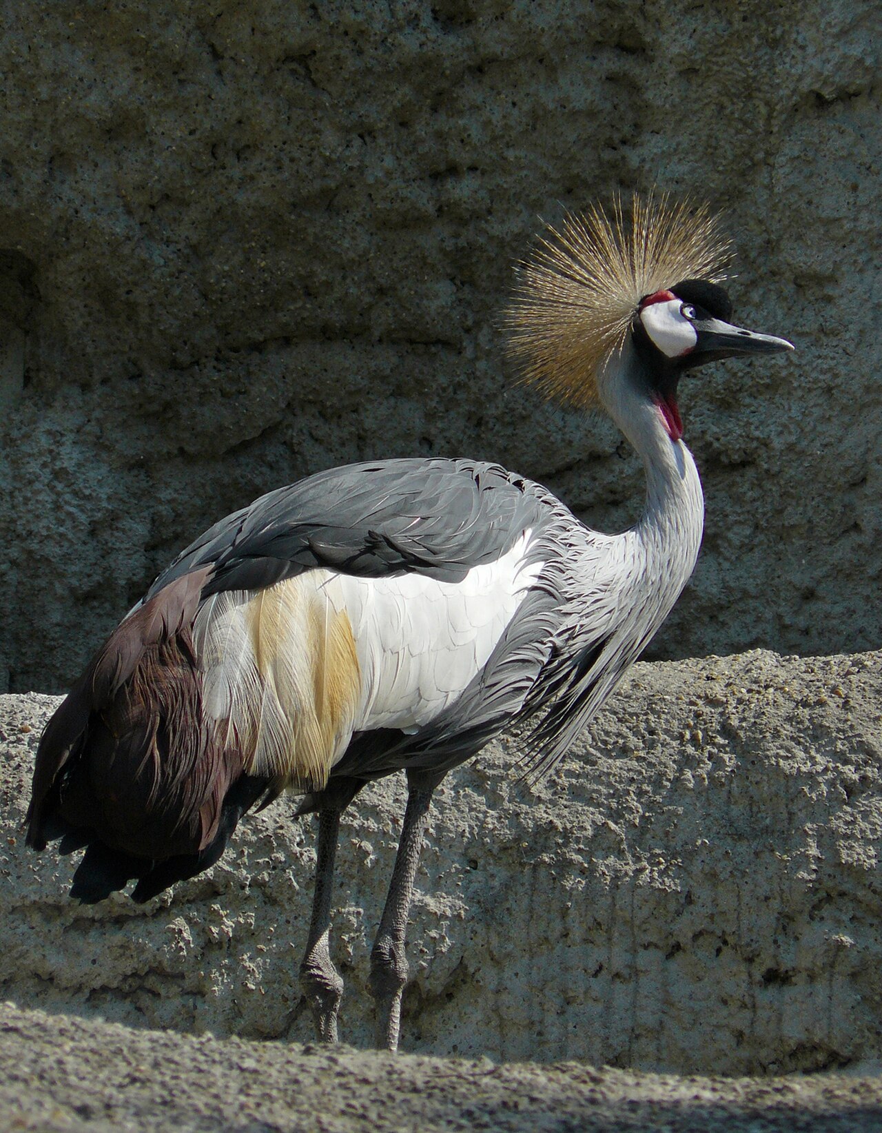 Grey Crowned Crane