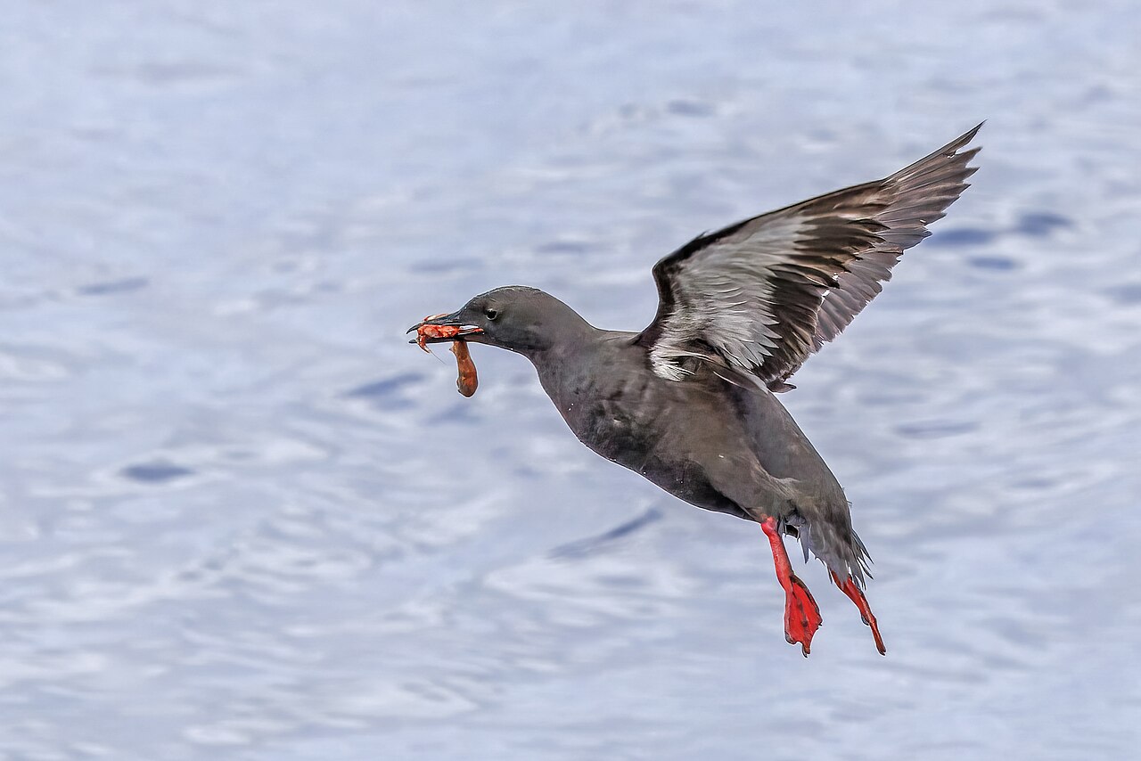 Top 15 Types Of Marine Birds (With Pictures) 12 Guillemots