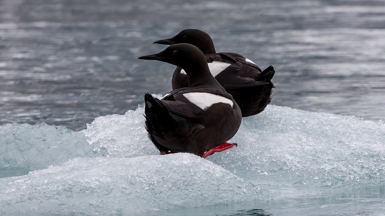 Guillemots