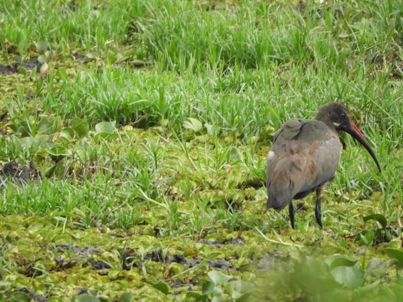 Hadeda ibis probing for food in short grass