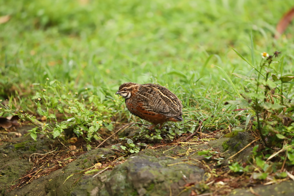 Harlequin Quail