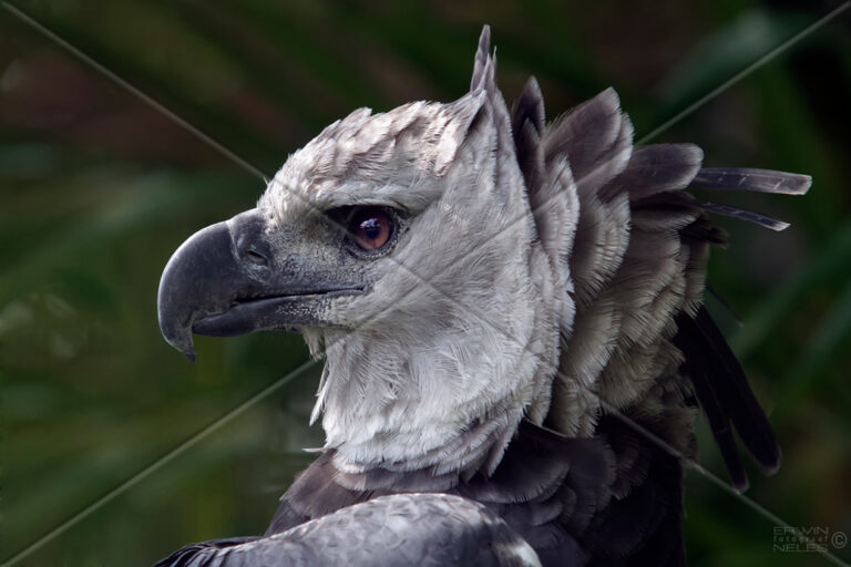 Harpy Eagle