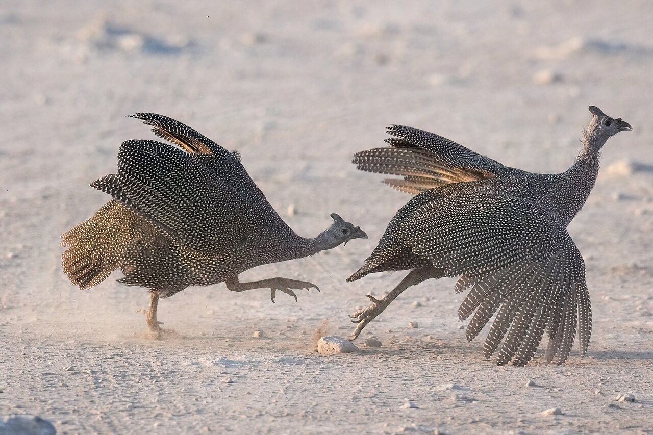 Two helmeted guineafowl disputing territory