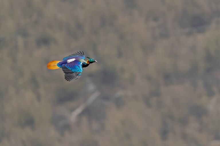 Himalayan monal in flight showing iridescent plumage