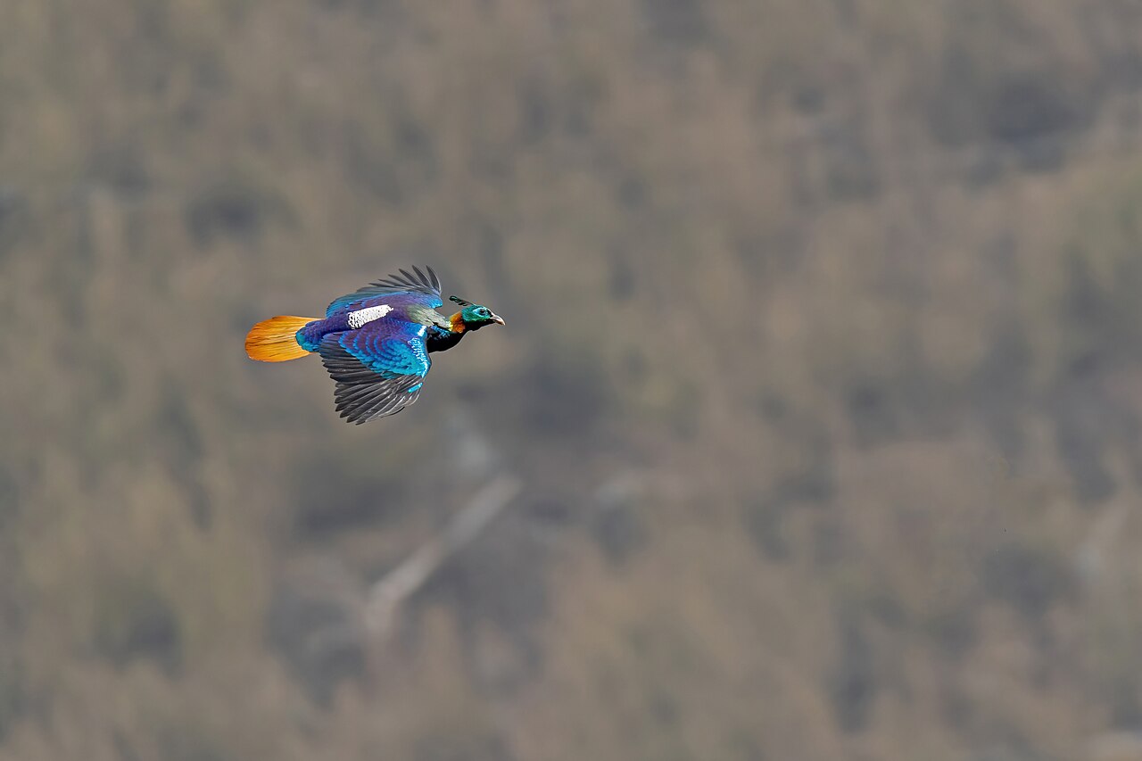 Himalayan monal in flight showing iridescent plumage