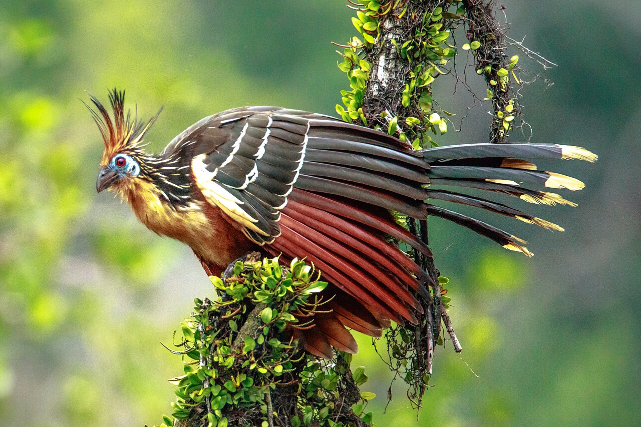 Hoatzin