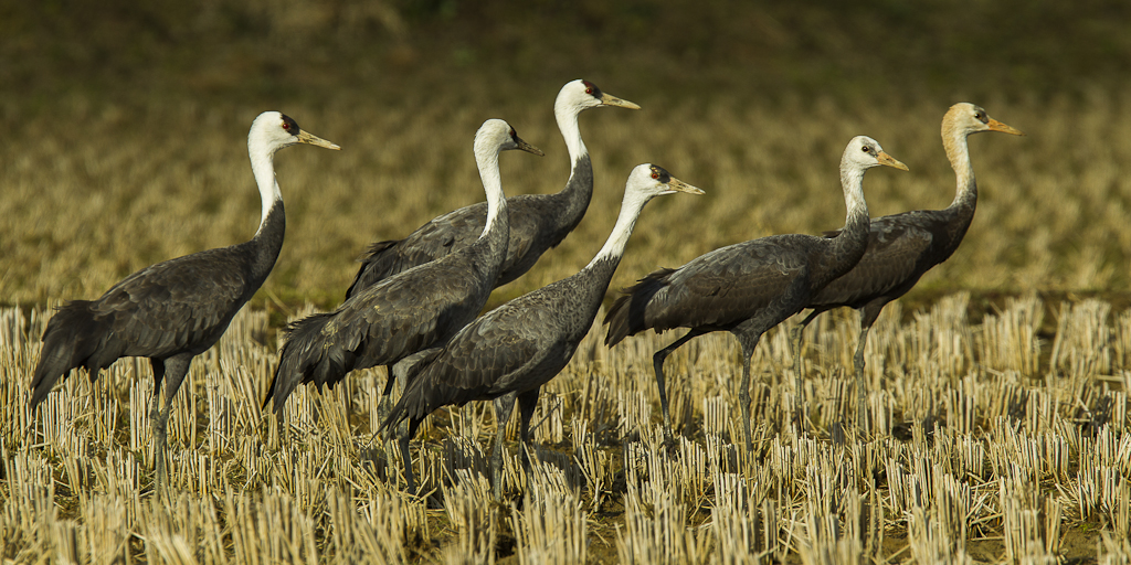 Hooded Crane